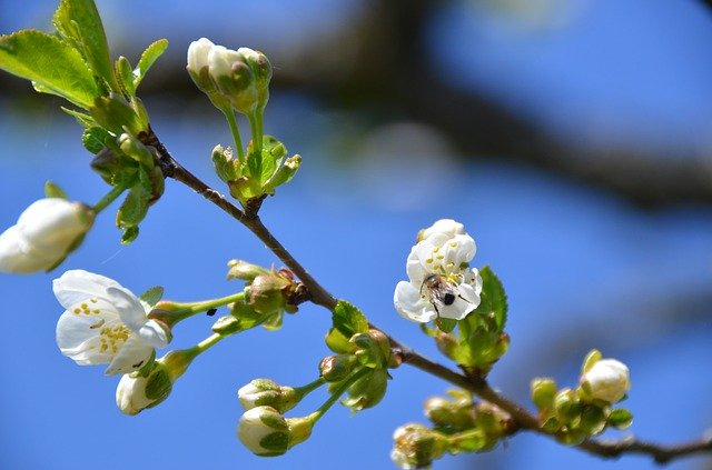 Free download Cherry Blossom Bee Sky -  free photo or picture to be edited with GIMP online image editor