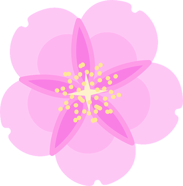 Free download Cherry Blossom Flower Spring - Free vector graphic on Pixabay free illustration to be edited with GIMP free online image editor