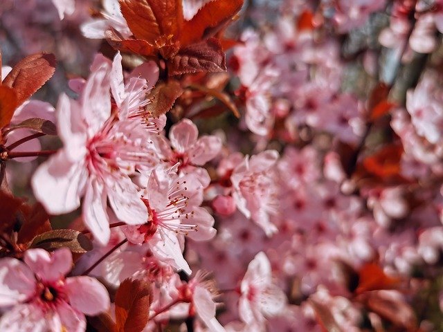 Kostenloser Download Cherry Blossom Japan - kostenloses Foto oder Bild zur Bearbeitung mit GIMP Online-Bildbearbeitung