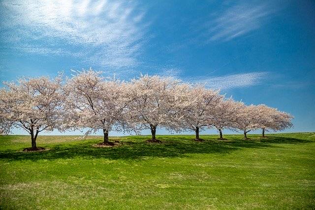 Kostenloser Download Cherry Blossoms Background Spring - kostenloses Foto oder Bild zur Bearbeitung mit GIMP Online-Bildbearbeitung