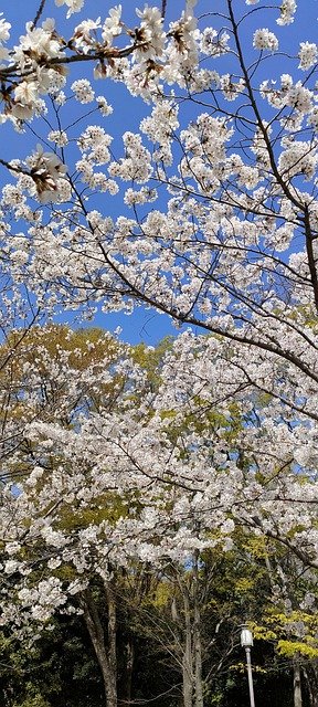 Free download cherry blossoms flowers tree free picture to be edited with GIMP free online image editor