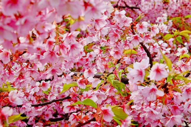 Kostenloser Download Cherry Blossom Spring Flower - kostenloses Foto oder Bild zur Bearbeitung mit GIMP Online-Bildbearbeitung