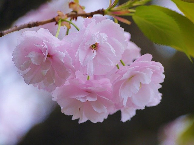 Free download cherry blossoms yae sakura pink free picture to be edited with GIMP free online image editor