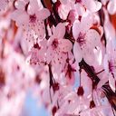 Cherry Blossom Theme  screen for extension Chrome web store in OffiDocs Chromium