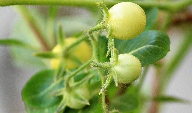 Téléchargement gratuit de plants de tomates cerises - photo ou image gratuite à éditer avec l'éditeur d'images en ligne GIMP