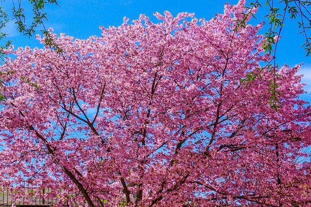 تنزيل مجاني لـ Cherry Tree Spring Bloom - صورة أو صورة مجانية لتحريرها باستخدام محرر الصور عبر الإنترنت GIMP