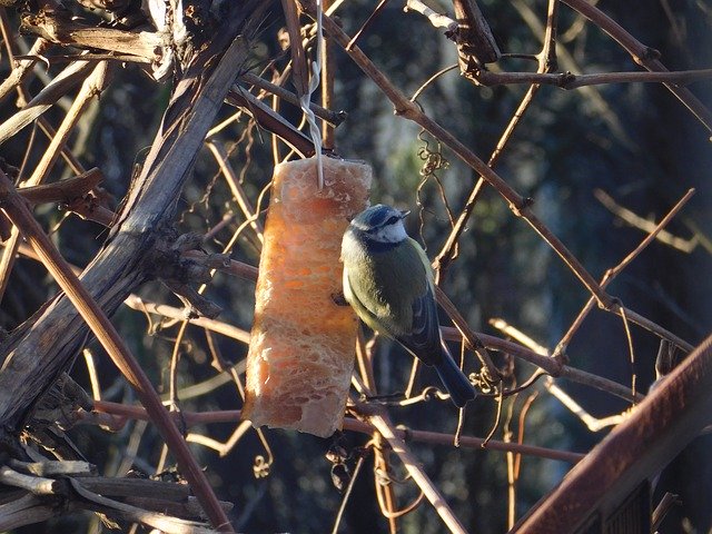 免费下载 Chickadee Winter Fat - 可使用 GIMP 在线图像编辑器编辑的免费照片或图片