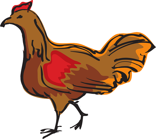 Free download Chicken Bird Walking - Free vector graphic on Pixabay free illustration to be edited with GIMP free online image editor