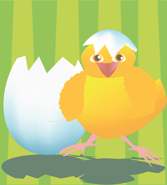 Free download Chicken Egg Newborn - Free vector graphic on Pixabay free illustration to be edited with GIMP free online image editor