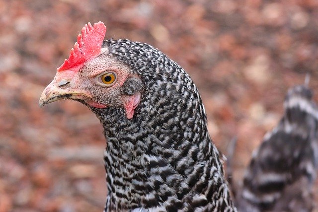 Free download chicken poultry farm yard hen free picture to be edited with GIMP free online image editor