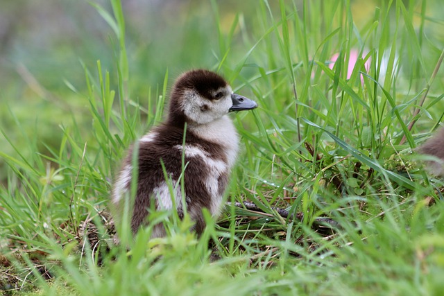 Free download chick gosling egyptian goose meadow free picture to be edited with GIMP free online image editor