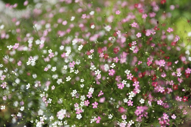 Free download chickweed hem certification cuteness free picture to be edited with GIMP free online image editor