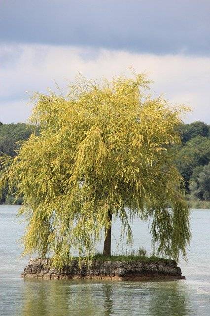 Chiemsee Ladies Island Lake 무료 다운로드 - 김프 온라인 이미지 편집기로 편집할 수 있는 무료 사진 또는 그림