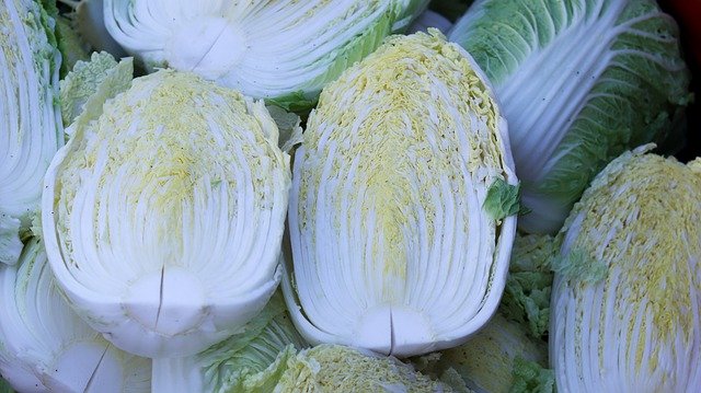 Free download chinese cabbage vegetable harvest free picture to be edited with GIMP free online image editor