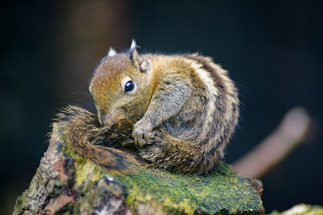 Free download chipmunk lies forest rodent animal free picture to be edited with GIMP free online image editor