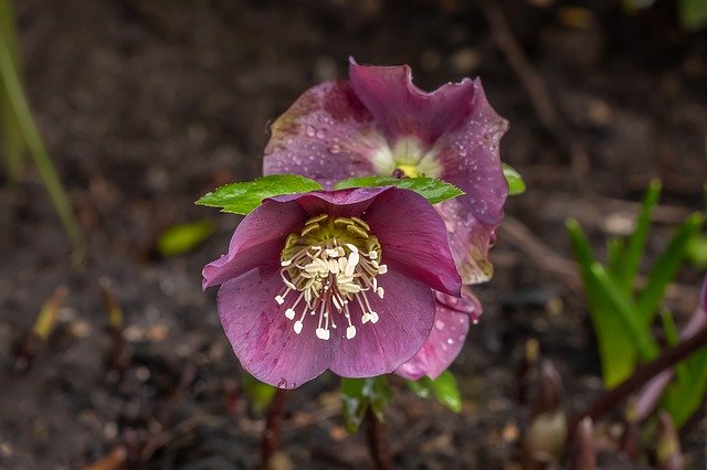 Free download christmas rose flower winter petals free picture to be edited with GIMP free online image editor