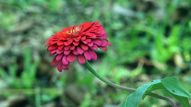 Muat turun percuma Bunga Cantik Chrysanthemum - foto atau gambar percuma untuk diedit dengan editor imej dalam talian GIMP