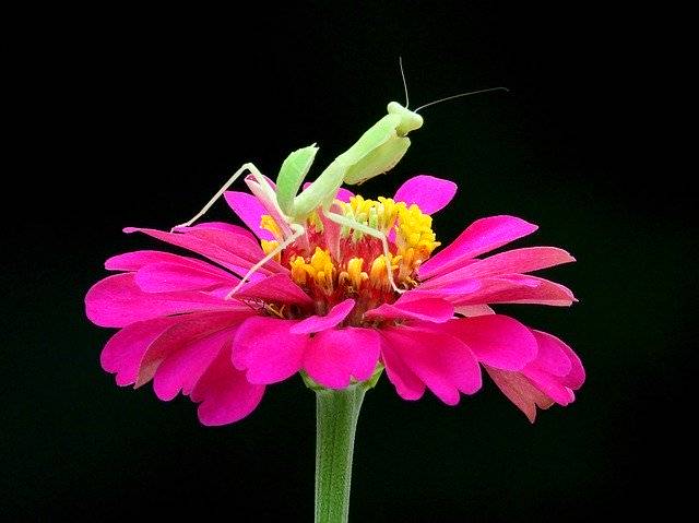 বিনামূল্যে ডাউনলোড করুন Chrysanthemum Flowers Bloom Flower - বিনামূল্যে ছবি বা ছবি GIMP অনলাইন ইমেজ এডিটর দিয়ে সম্পাদনা করা হবে