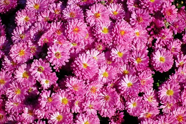 Free download chrysanthemums flowers autumn free picture to be edited with GIMP free online image editor