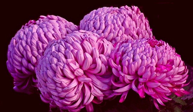 Free download chrysanthemums flowers pink flowers free picture to be edited with GIMP free online image editor