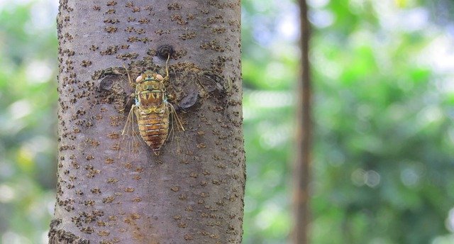 دانلود رایگان Cicada Forest Highlands - عکس یا تصویر رایگان قابل ویرایش با ویرایشگر تصویر آنلاین GIMP