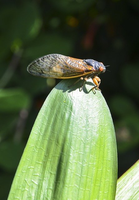 Free download cicada nj cicada cicada on leaf free picture to be edited with GIMP free online image editor