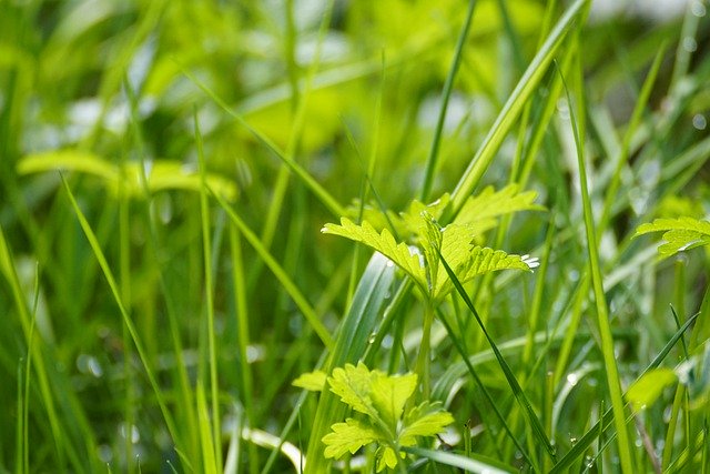 Free download cinquefoil potentilla leaves grass free picture to be edited with GIMP free online image editor