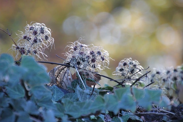 Kostenloser Download von Clematis-Kletterpflanze, Natursamen, kostenloses Bild zur Bearbeitung mit dem kostenlosen Online-Bildeditor GIMP