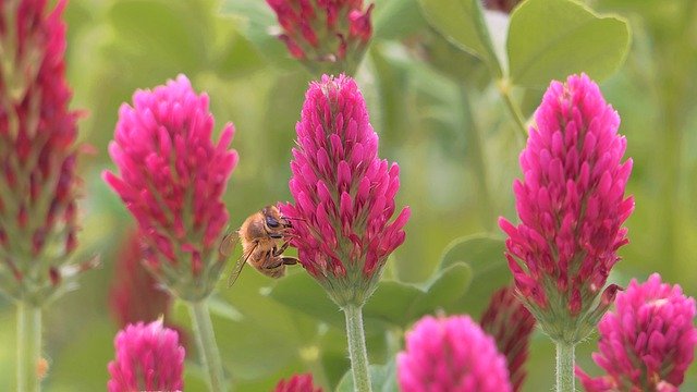 Free download clover bee flower field free picture to be edited with GIMP free online image editor