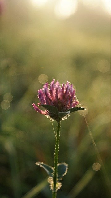 Free download clover spider web pink flower free picture to be edited with GIMP free online image editor