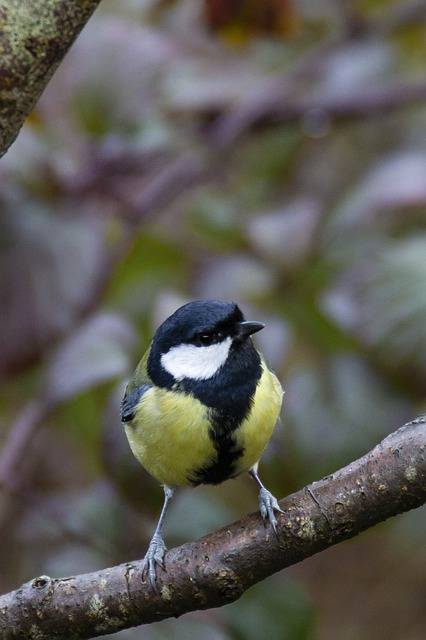 Scarica gratuitamente l'immagine gratuita della foresta di uccelli della cincia del carbone da modificare con l'editor di immagini online gratuito di GIMP