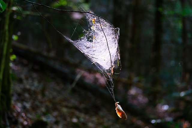 Descărcare gratuită Cobweb Web Nature Close - fotografie sau imagini gratuite pentru a fi editate cu editorul de imagini online GIMP