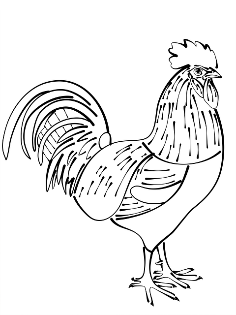 Free download Cock Animal Bird - Free vector graphic on Pixabay free illustration to be edited with GIMP free online image editor