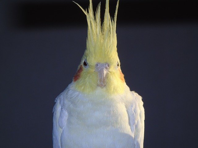 ดาวน์โหลดฟรี Cockatiel Parrot Cockatoo - ภาพถ่ายหรือรูปภาพที่จะแก้ไขด้วยโปรแกรมแก้ไขรูปภาพออนไลน์ GIMP