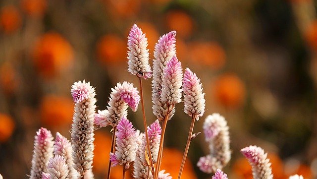 Free download cockscomb celosia flower wildflower free picture to be edited with GIMP free online image editor