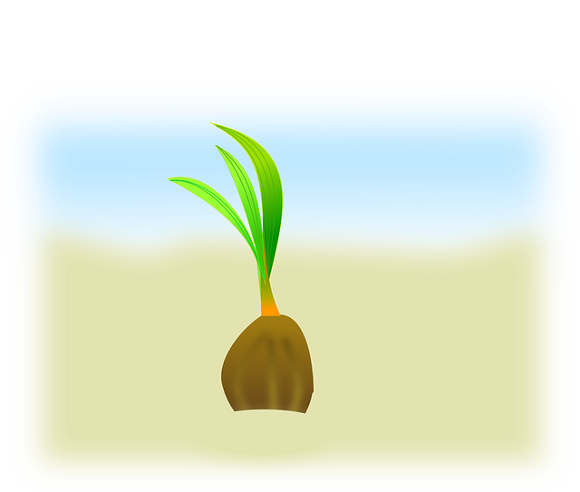 Free download Coconut Sapling Seedling - Free vector graphic on Pixabay free illustration to be edited with GIMP free online image editor