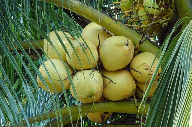 Bezpłatne pobieranie Coconuts Yellow Cocos Nucifera darmowy szablon zdjęć do edycji za pomocą internetowego edytora obrazów GIMP