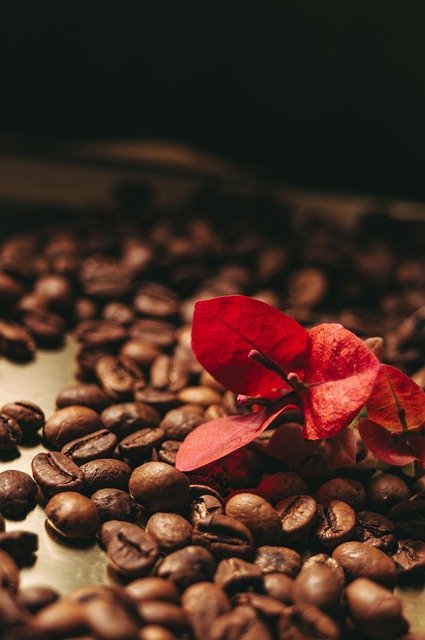 Free download coffee grains leaves flowers aroma free picture to be edited with GIMP free online image editor