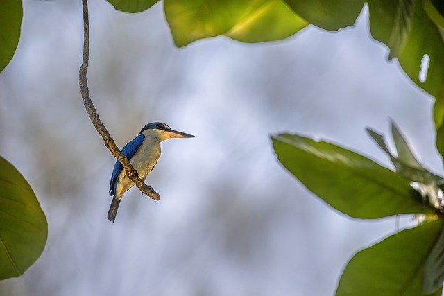 Free download collared kingfisher free picture to be edited with GIMP free online image editor