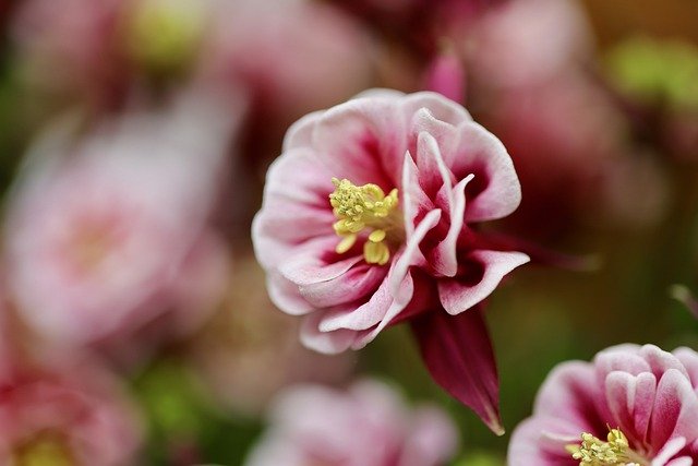 Free download columbia black columbine free picture to be edited with GIMP free online image editor