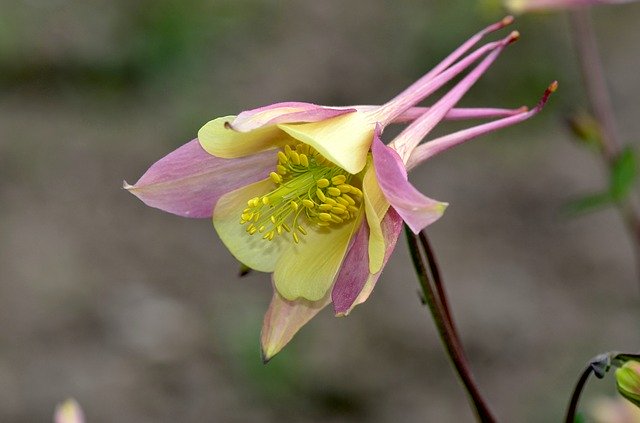 دانلود رایگان Columbine Flower Nature - عکس یا تصویر رایگان برای ویرایش با ویرایشگر تصویر آنلاین GIMP