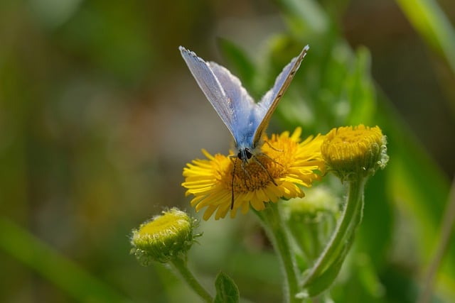 Kostenloser Download des kostenlosen Bildes „gemeiner blauer Schmetterling“ zur Bearbeitung mit dem kostenlosen Online-Bildeditor GIMP