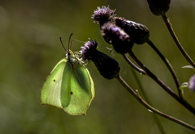 Free download common brimstone butterfly flowers free picture to be edited with GIMP free online image editor