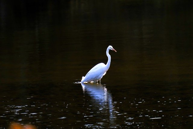 Free download common heron lake sunshine morning free picture to be edited with GIMP free online image editor