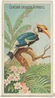 Free download Concave-Casqued Hornbill, from the Birds of the Tropics series (N5) for Allen & Ginter Cigarettes Brands free photo or picture to be edited with GIMP online image editor