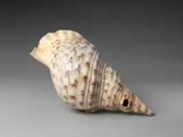 Free download Conch Shell Trumpet free photo or picture to be edited with GIMP online image editor