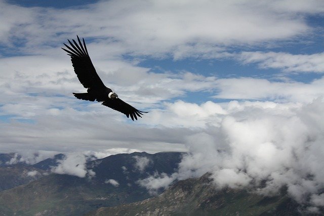 Condor Peru Animal'ı ücretsiz indirin - GIMP çevrimiçi resim düzenleyiciyle düzenlenecek ücretsiz fotoğraf veya resim