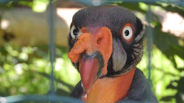 ດາວ​ໂຫຼດ​ຟຣີ Condor Royal Sarcoramphus - ຮູບ​ພາບ​ຟຣີ​ຫຼື​ຮູບ​ພາບ​ທີ່​ຈະ​ໄດ້​ຮັບ​ການ​ແກ້​ໄຂ​ກັບ GIMP ອອນ​ໄລ​ນ​໌​ບັນ​ນາ​ທິ​ການ​ຮູບ​ພາບ