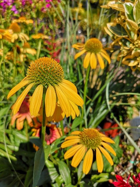 免费下载 Coneflower Echinacea Yellow - 可使用 GIMP 在线图像编辑器编辑的免费照片或图片