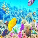 Coral Reef HD  screen for extension Chrome web store in OffiDocs Chromium